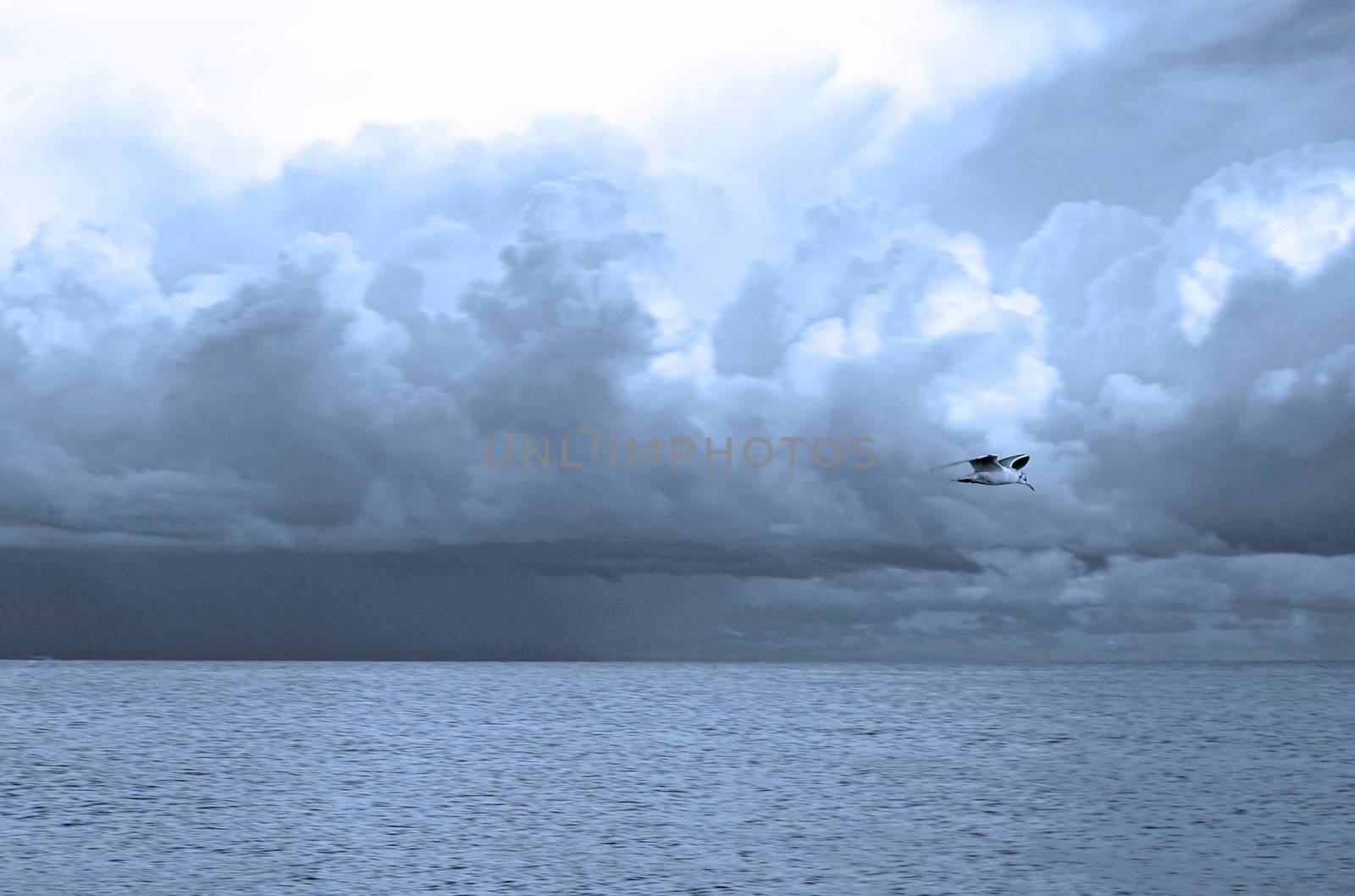 A seagul flying over the Baltic Sea, Usedom, Germany
