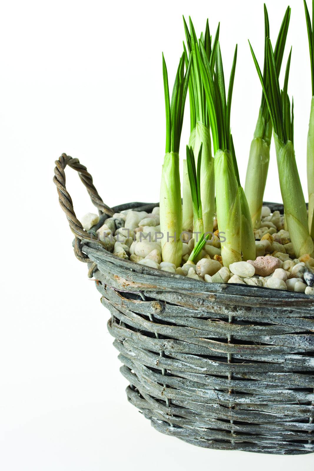 crocus flowers in a braided pot