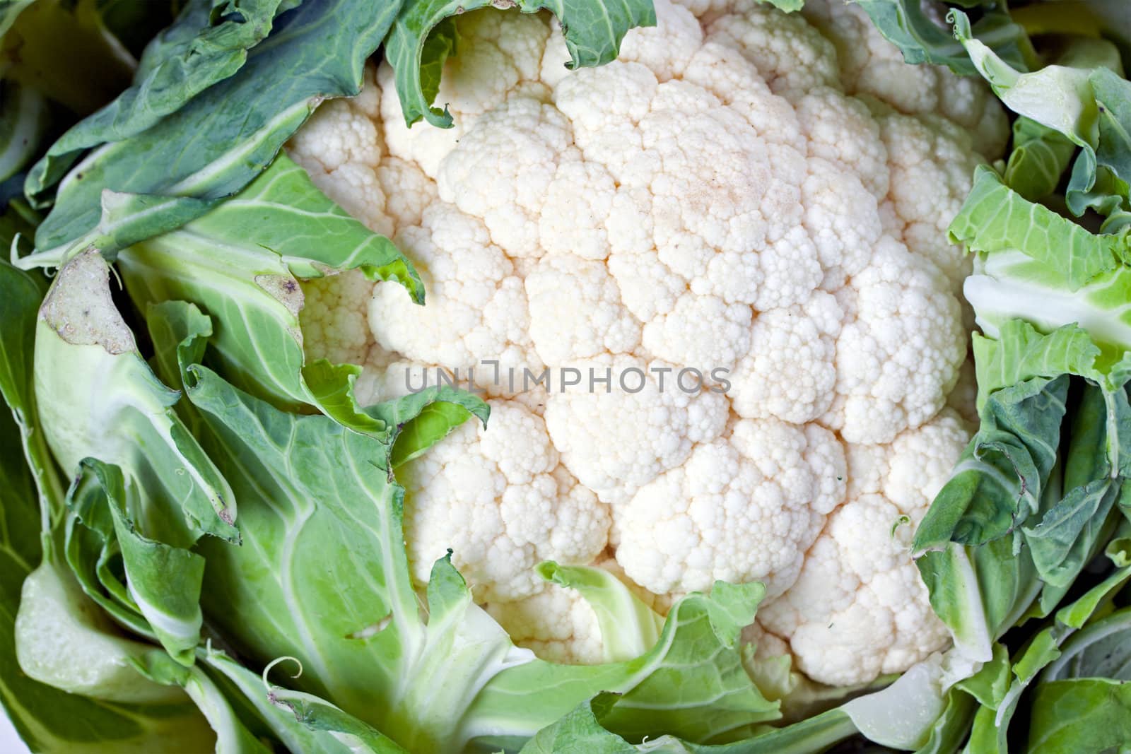 single cauliflower vegetable isolated on white by bernjuer