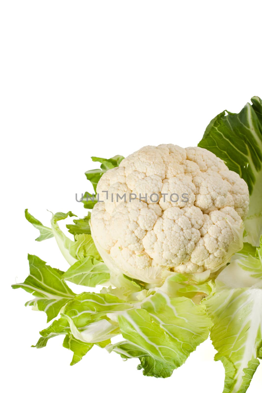 single cauliflower vegetable isolated on white by bernjuer