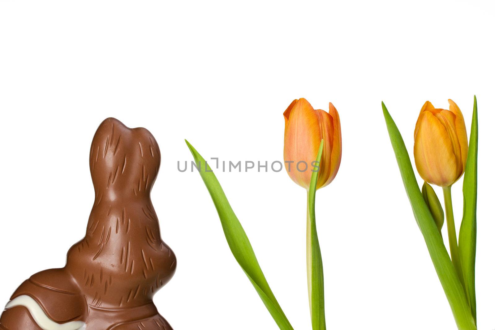 backside of a chocolate easter bunny and tulips isolated on white