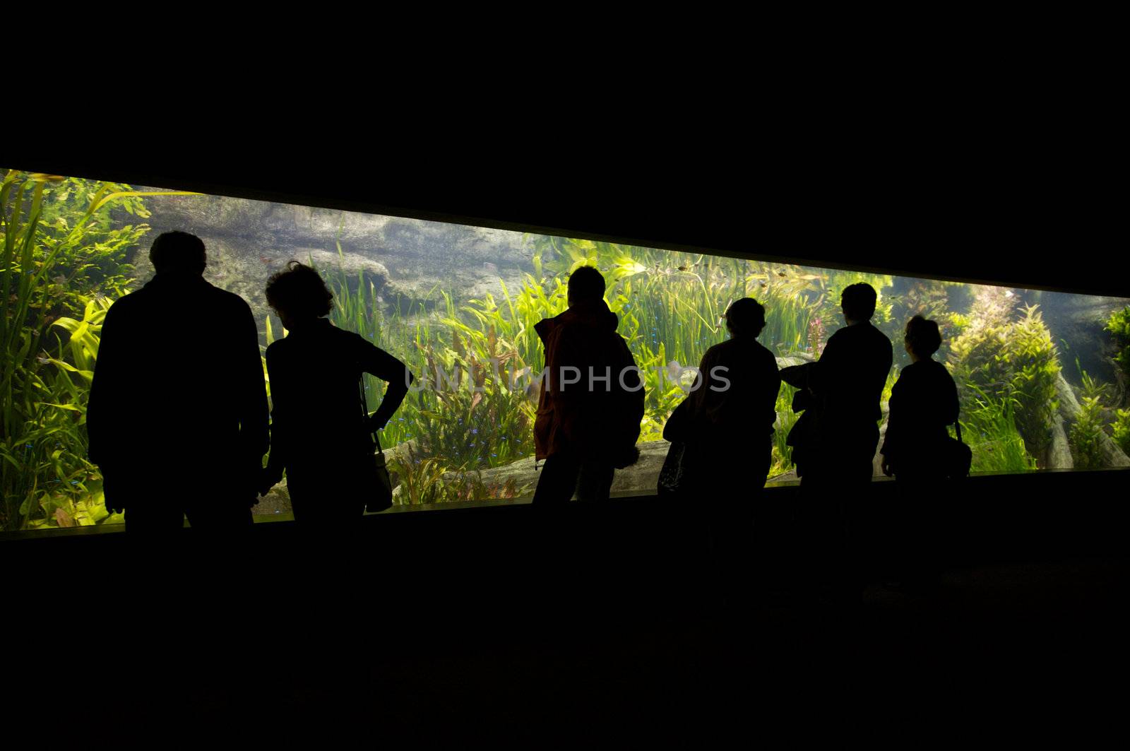 People in an aquarium watching fish underwater
