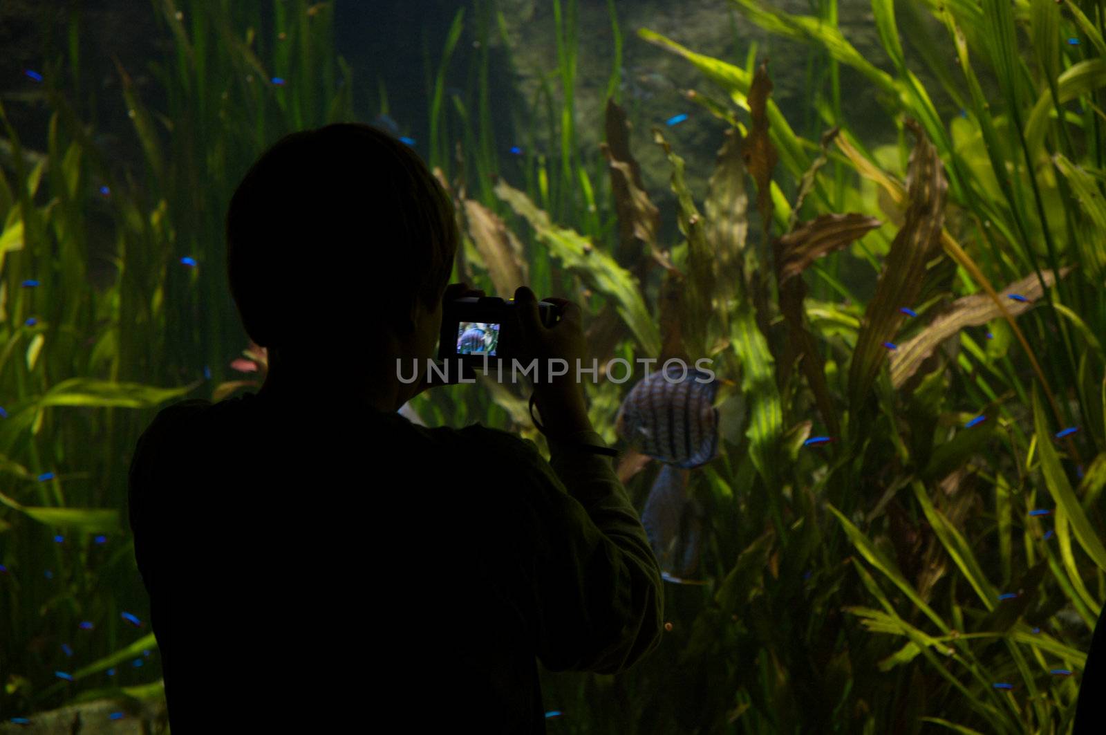 Children taking pictures of fish in an aquarium
