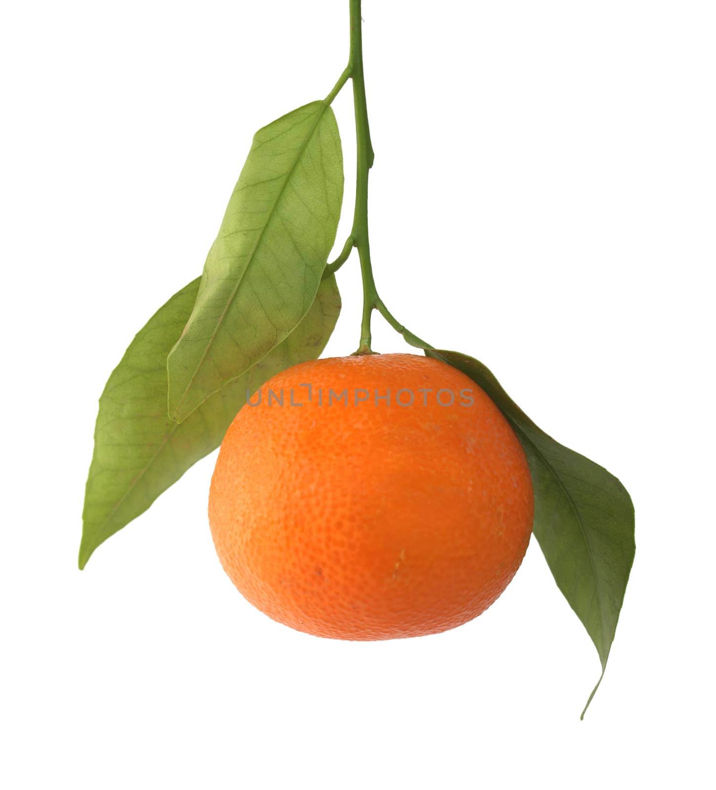 Mandarin orange or mandarine citrus fruit