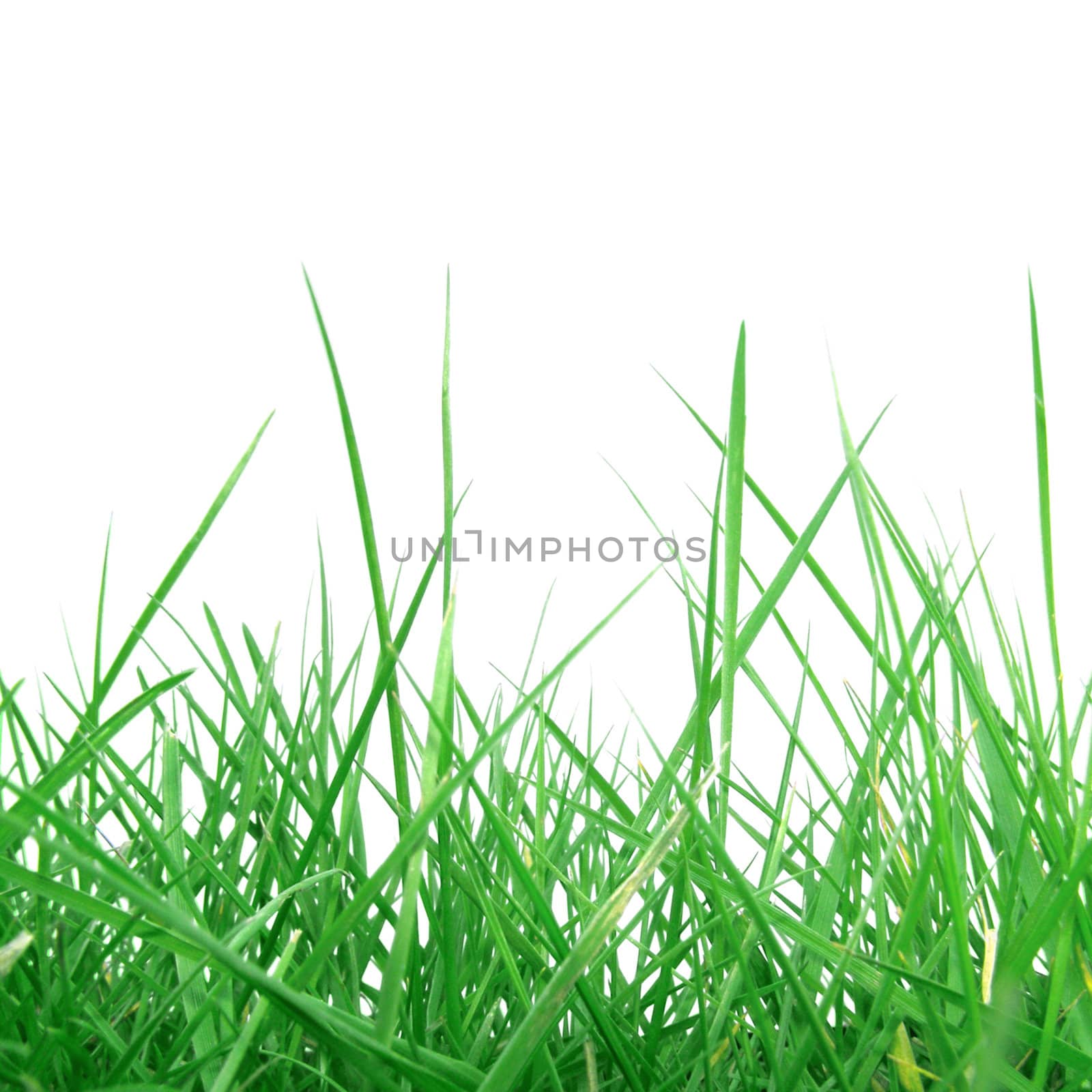 Grass by claudiodivizia