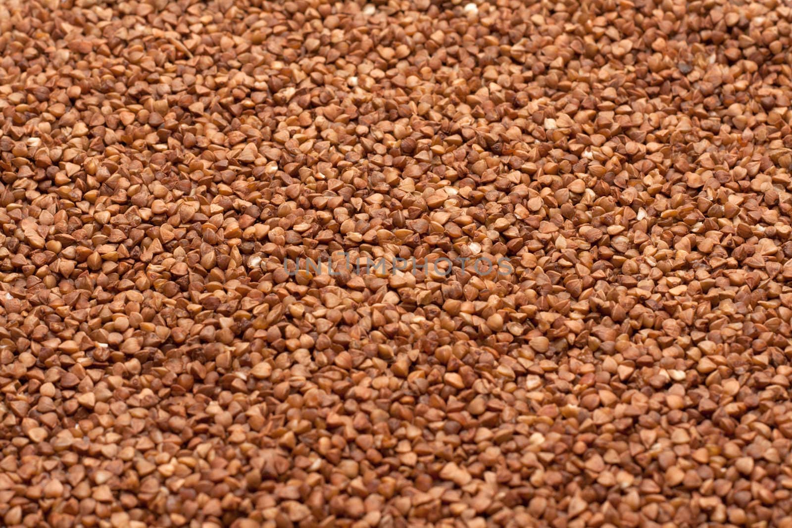 Buckwheat, disposit as background in diffused light