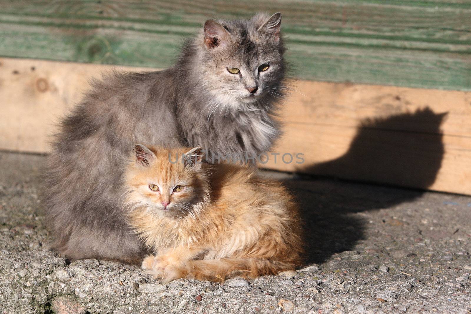Two cats: grey & red