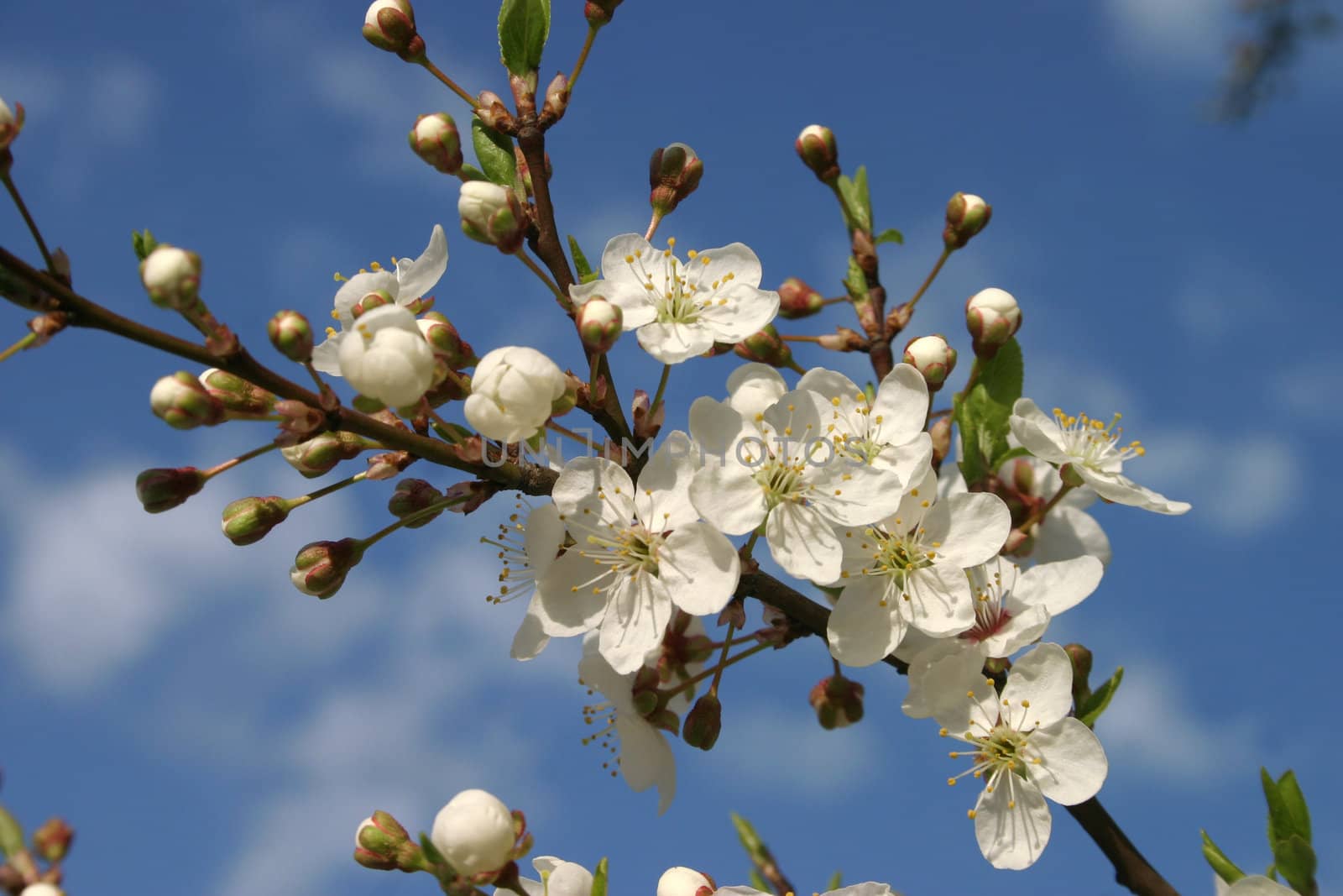 Spring Blossoms cherry tree
