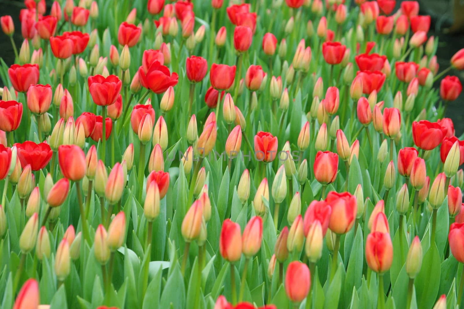 Close up of tulips