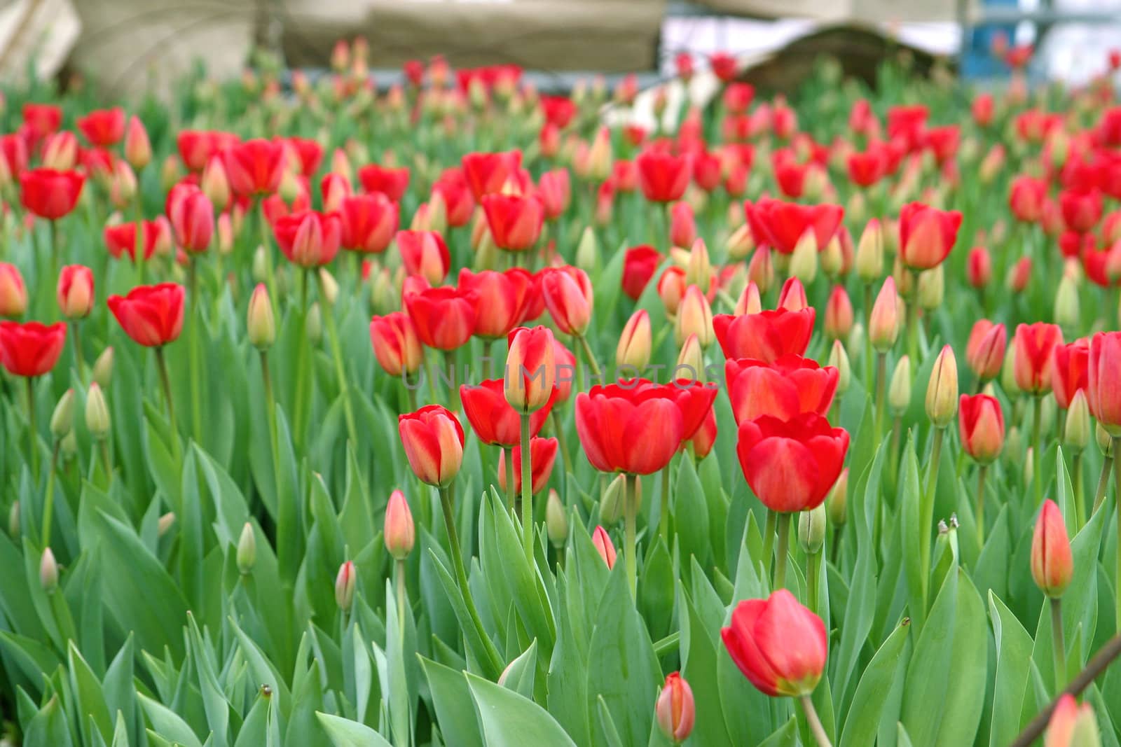 Close up of red tulips