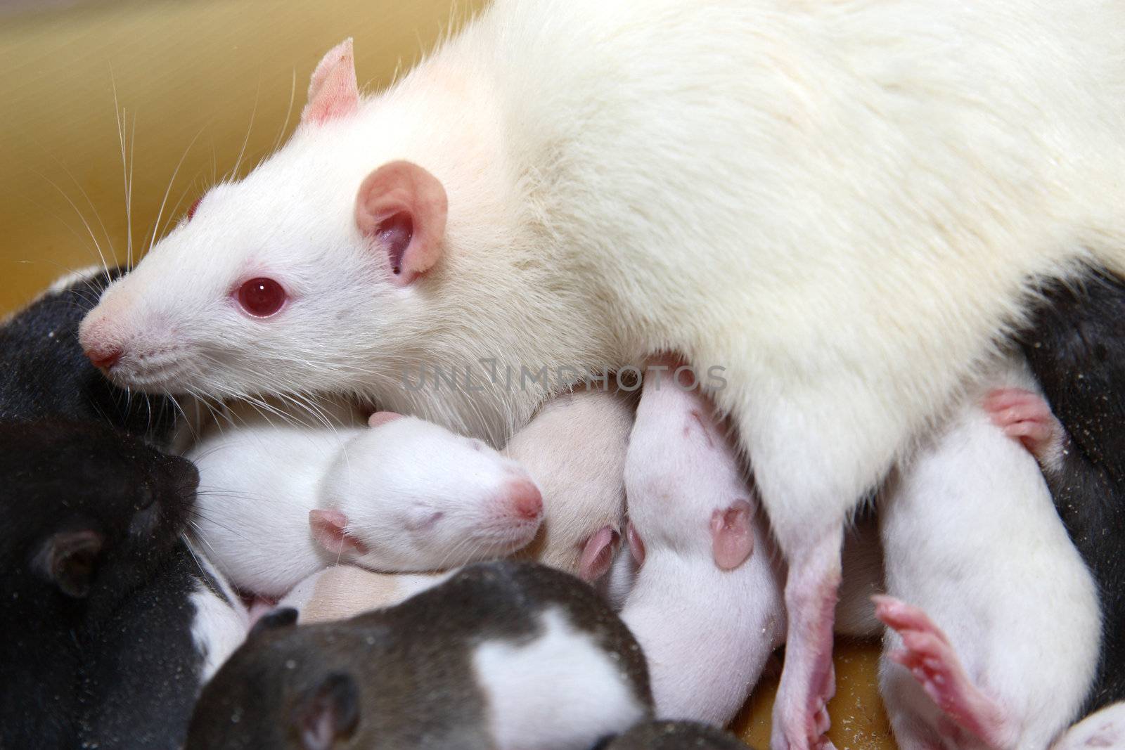 Rat with black & white newborn rats
