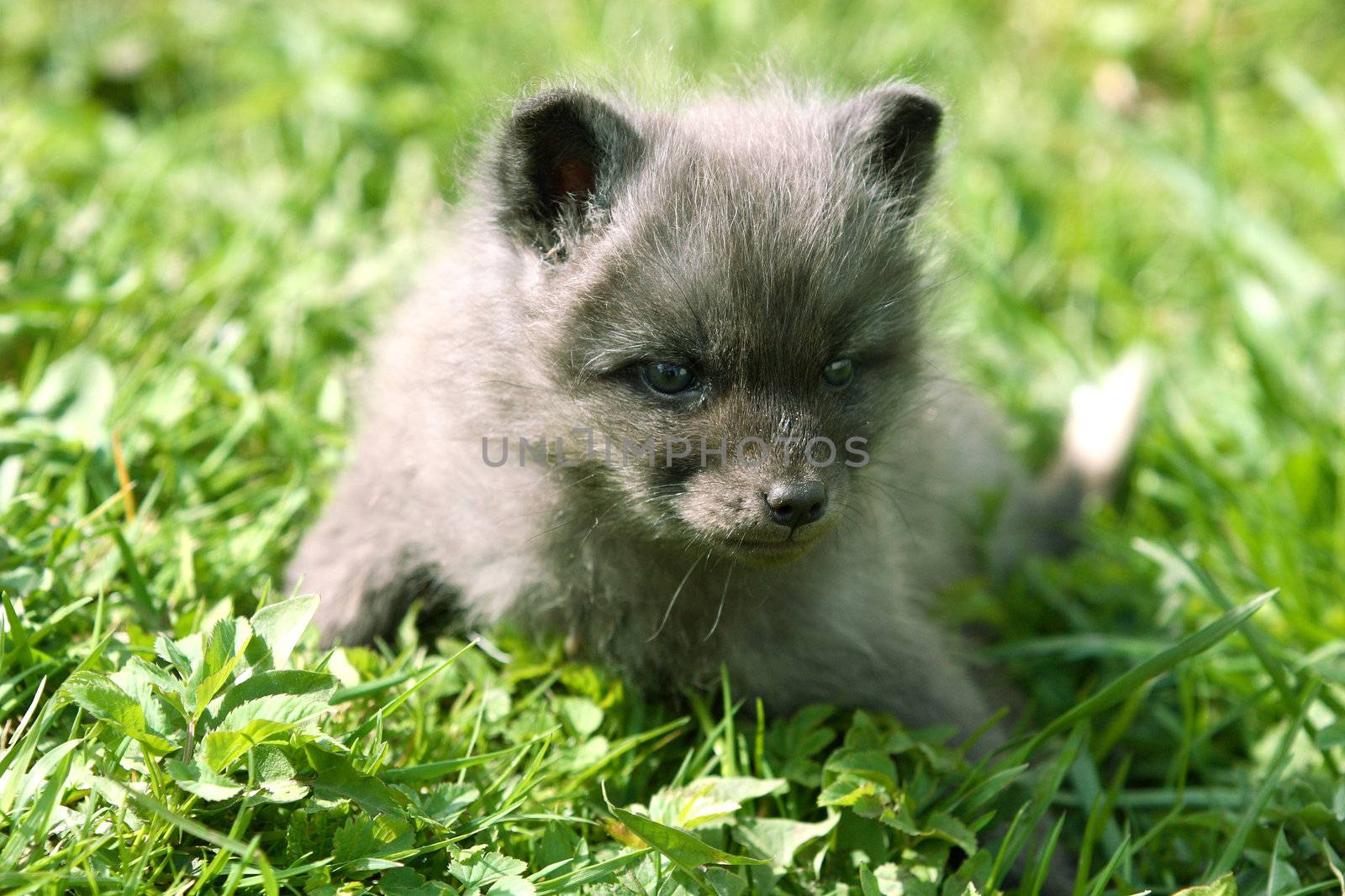 Small grey fox