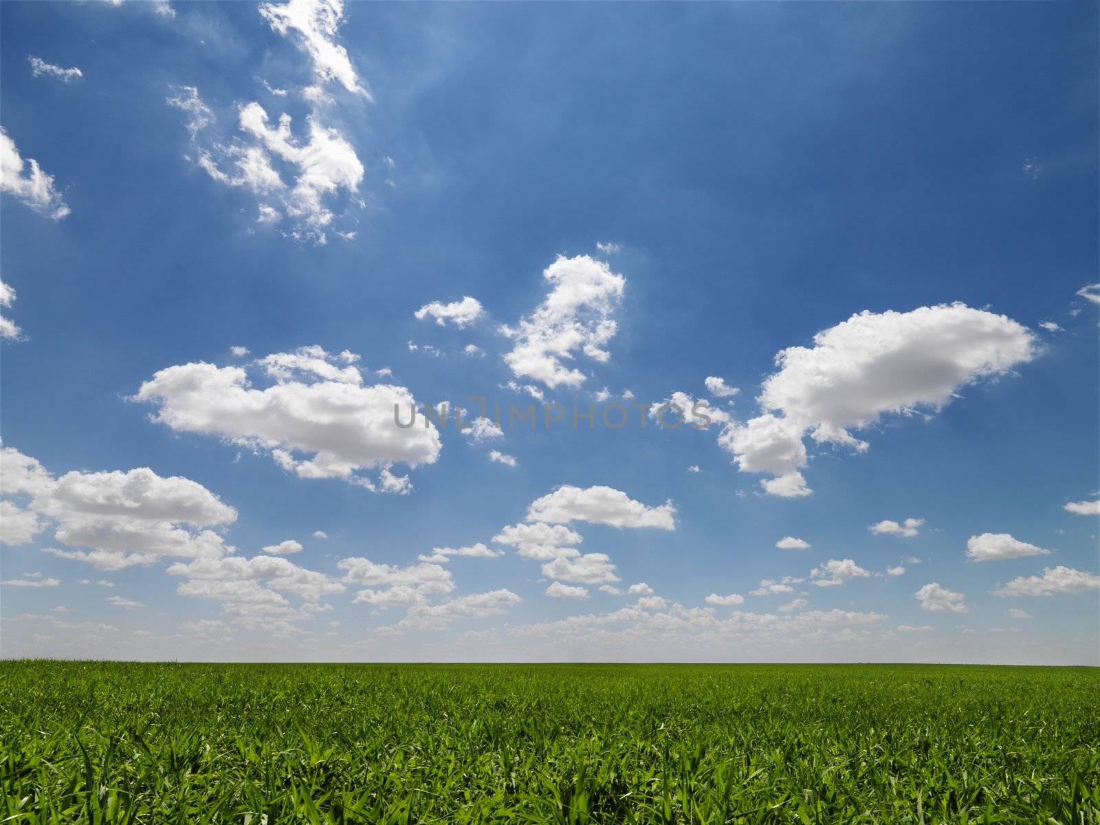 Scenic green agricultural field.