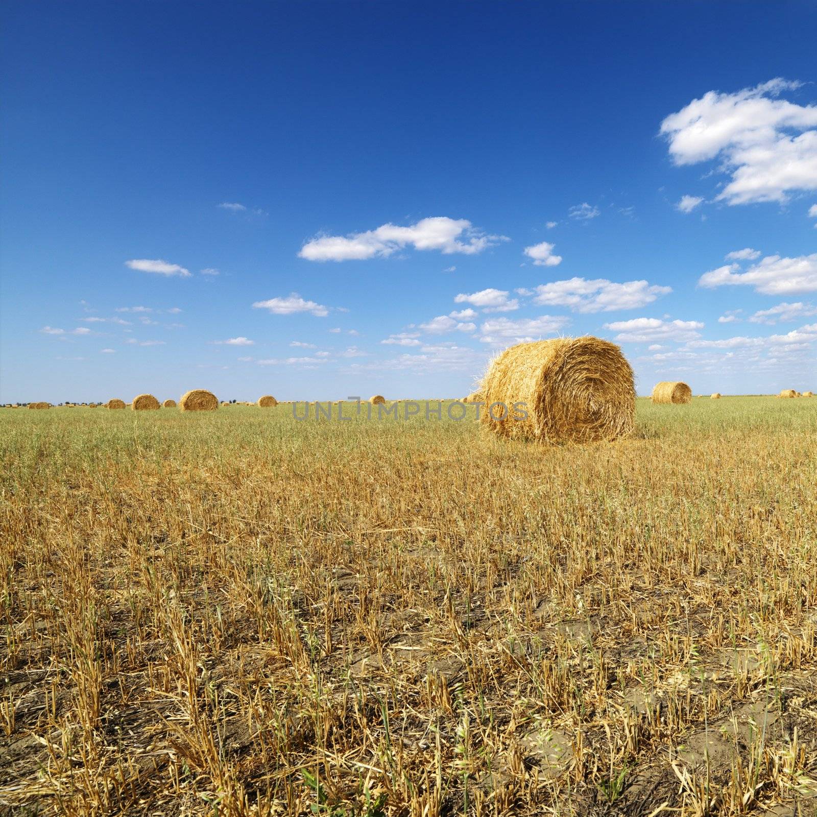 Rural field with circular hay bales.
