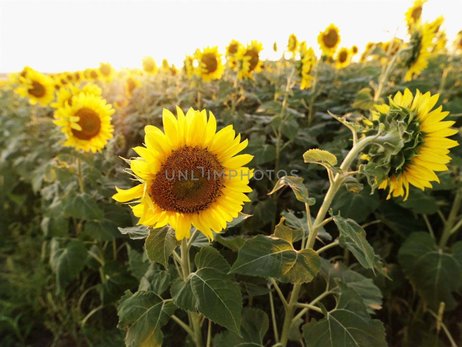 Sunflowers in a field.