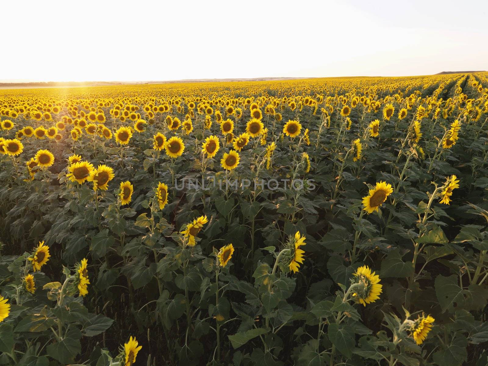 Field of sunflowers planted in rows.