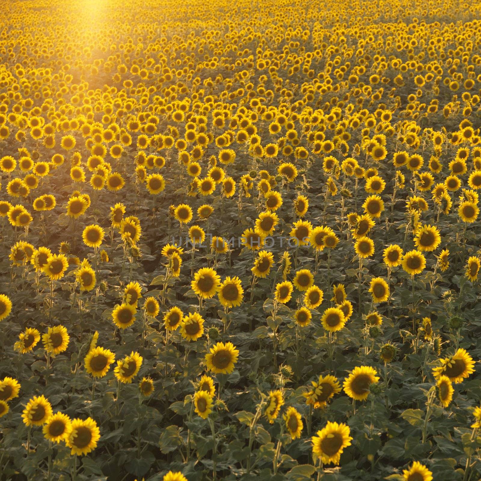 Sunflower field. by iofoto