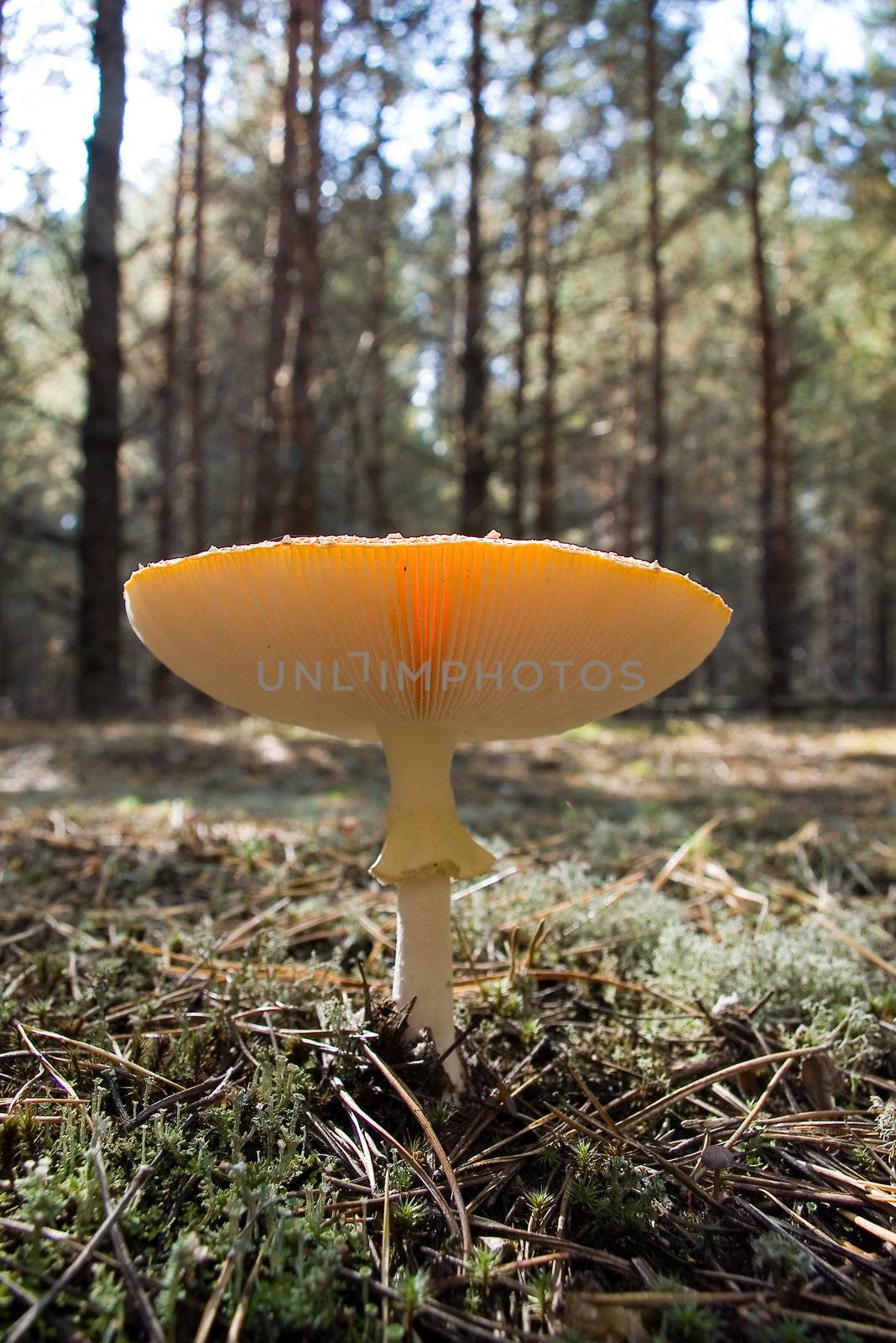 Mushrooms by dolnikow