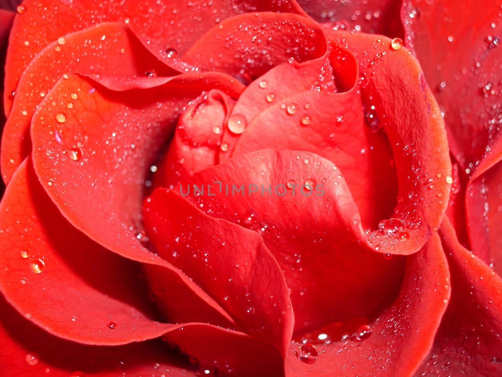 rose by macro lens