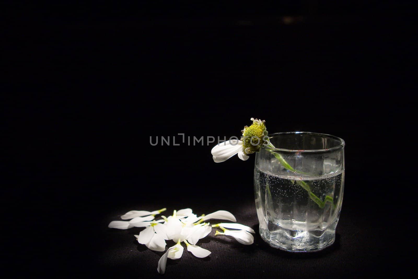 Alone chrysanthemum in the glass.