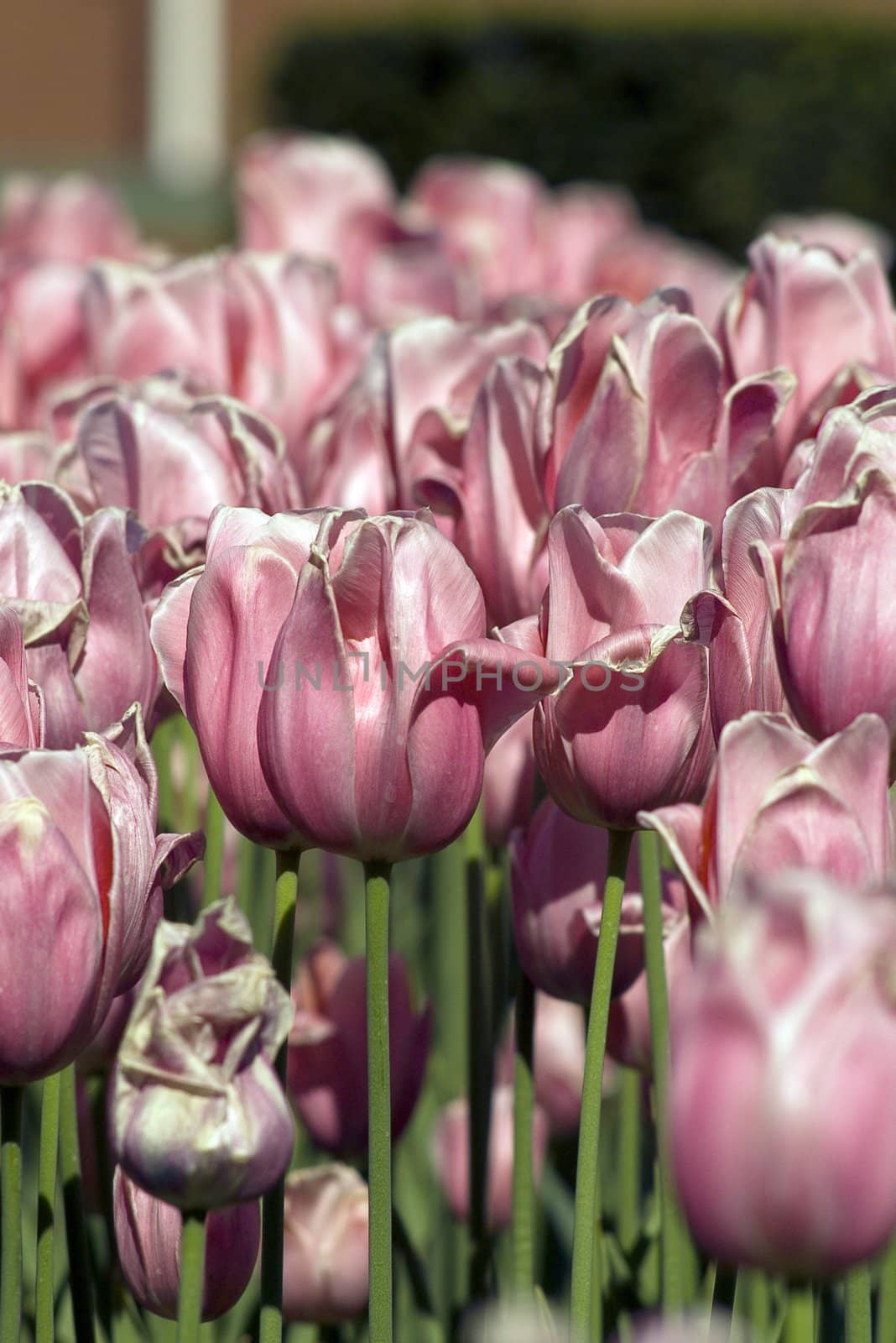Tulips plant in Holland. Kukenhof Gardens.