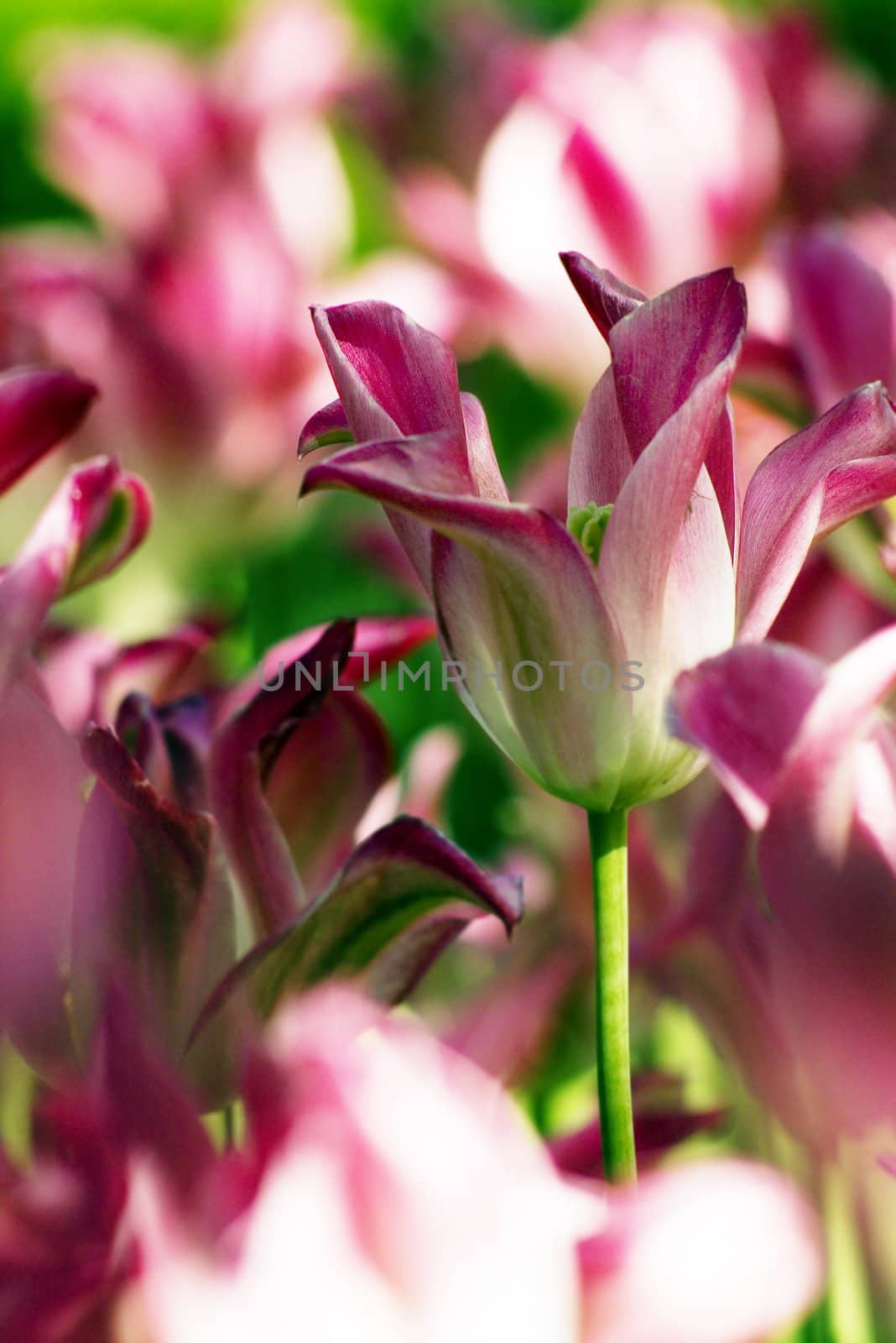 Tulips plant in Holland. Kukenhof Gardens.