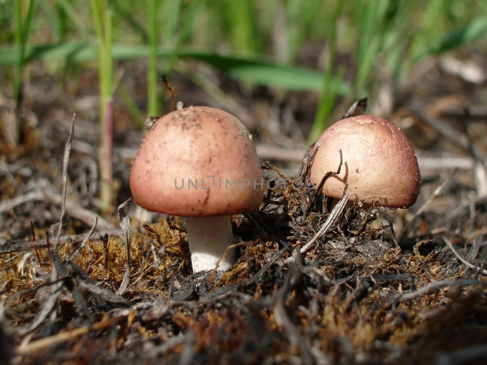 Mushrooms by dolnikow