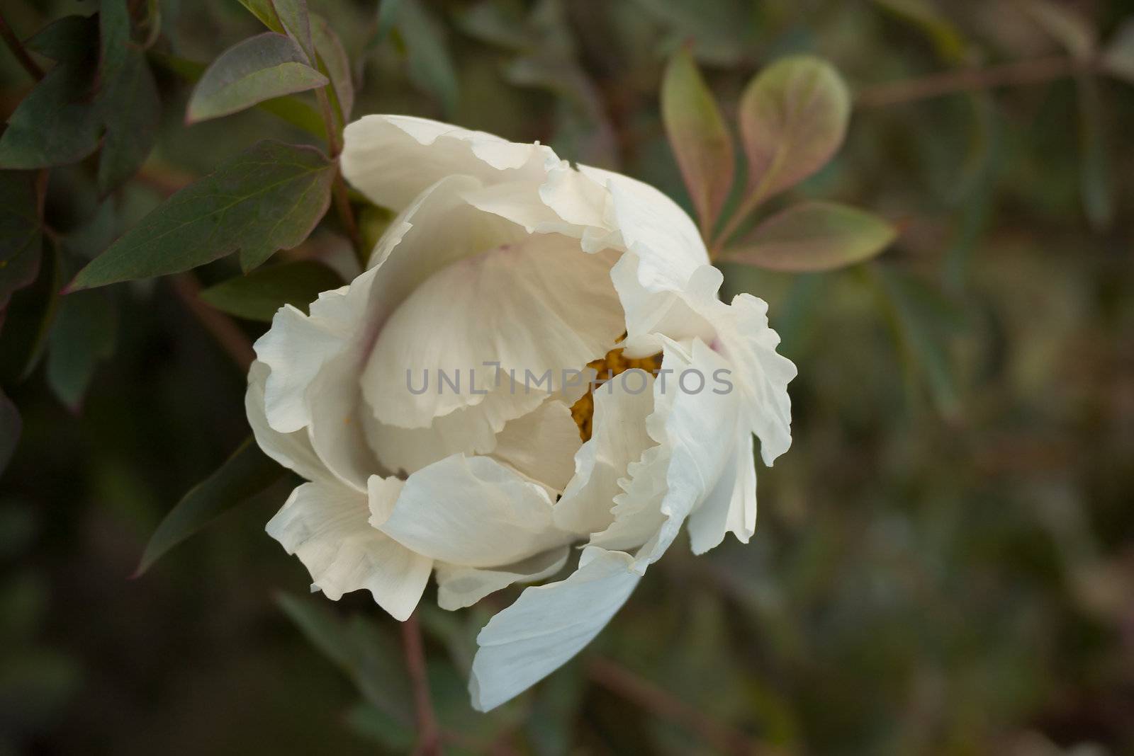 Peony on green background