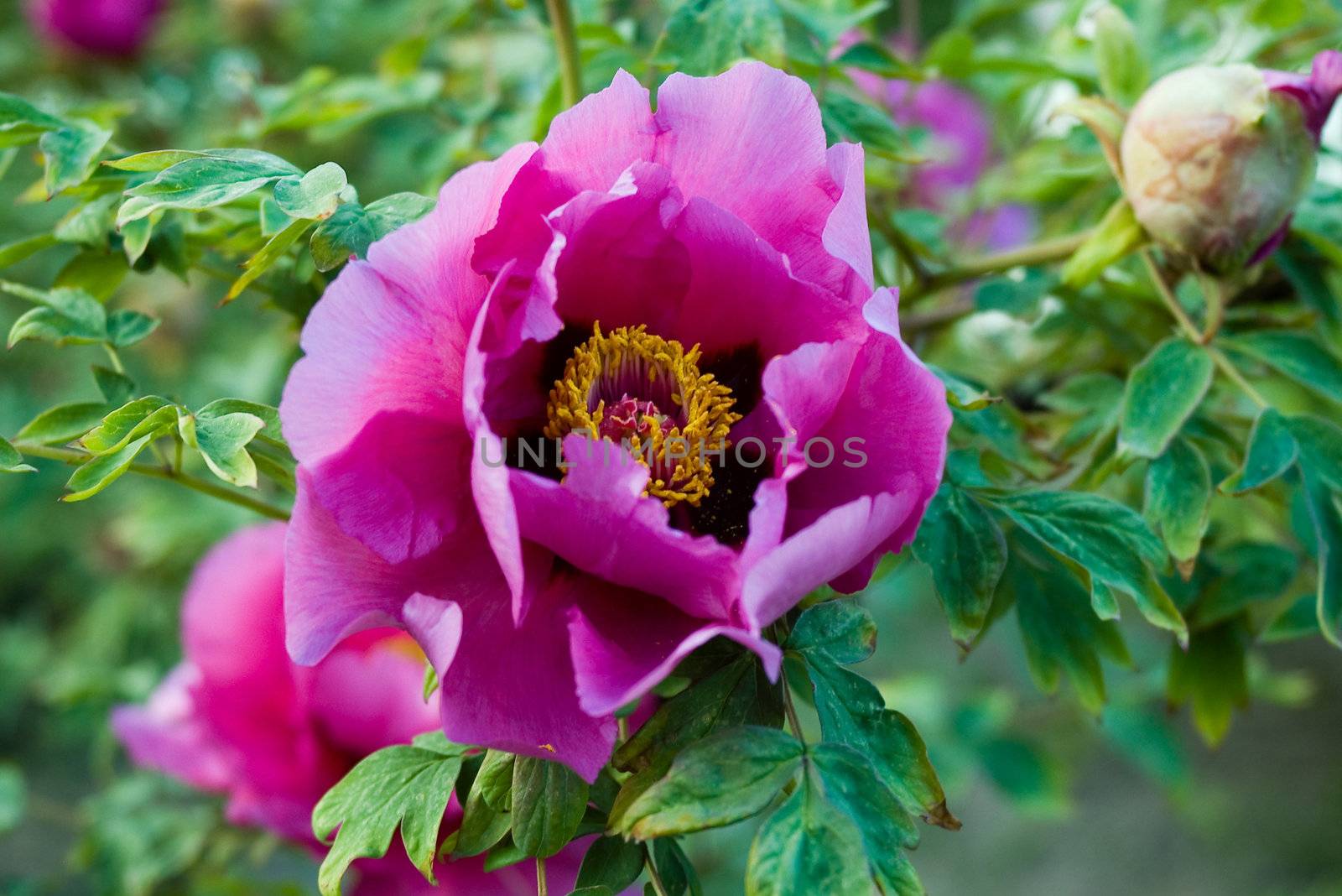 Peony on green background