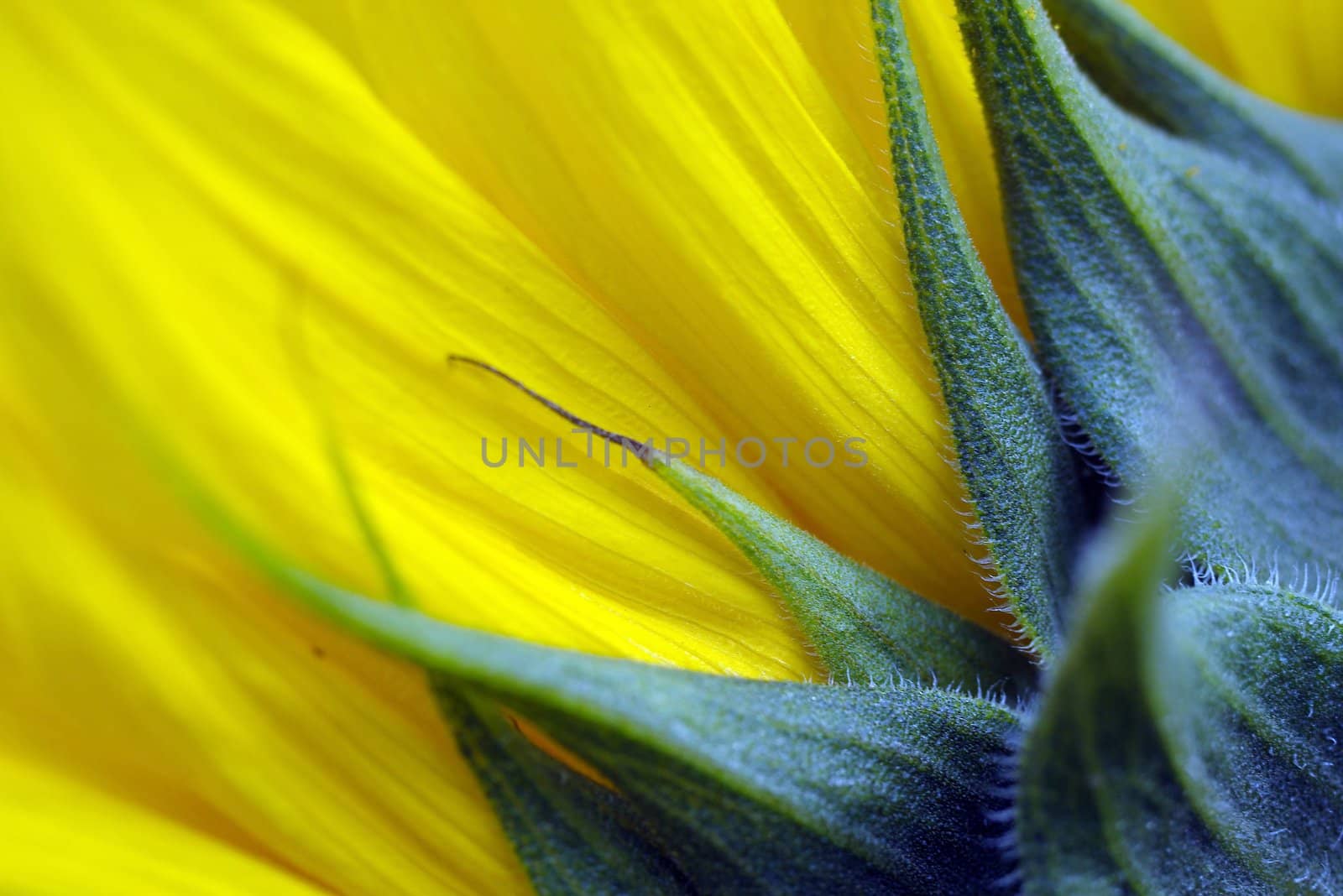 Sunflower by dolnikow