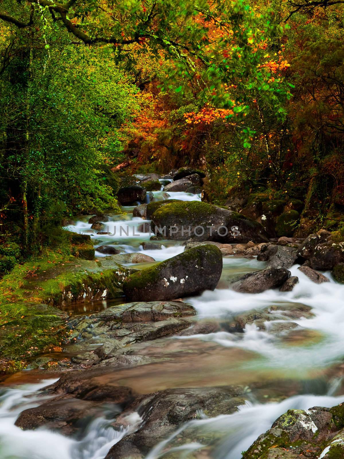 Beautiful river flowing by the forest during the Autumn season
