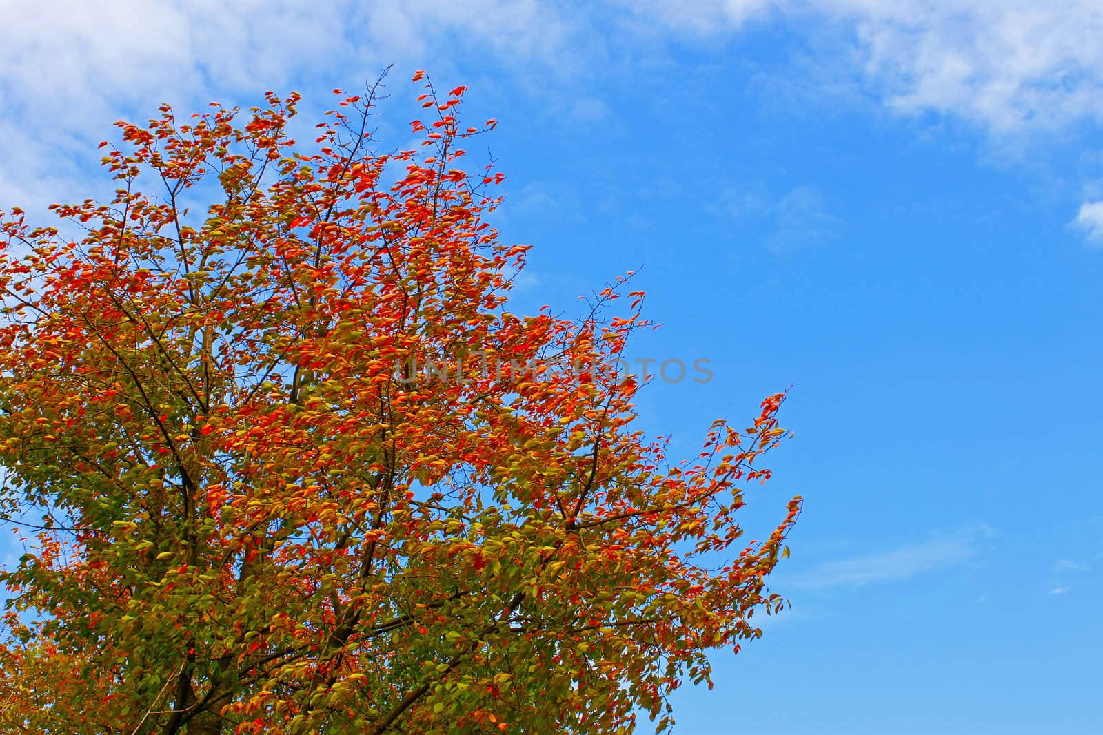 Cherry plant in autumn colors by qiiip