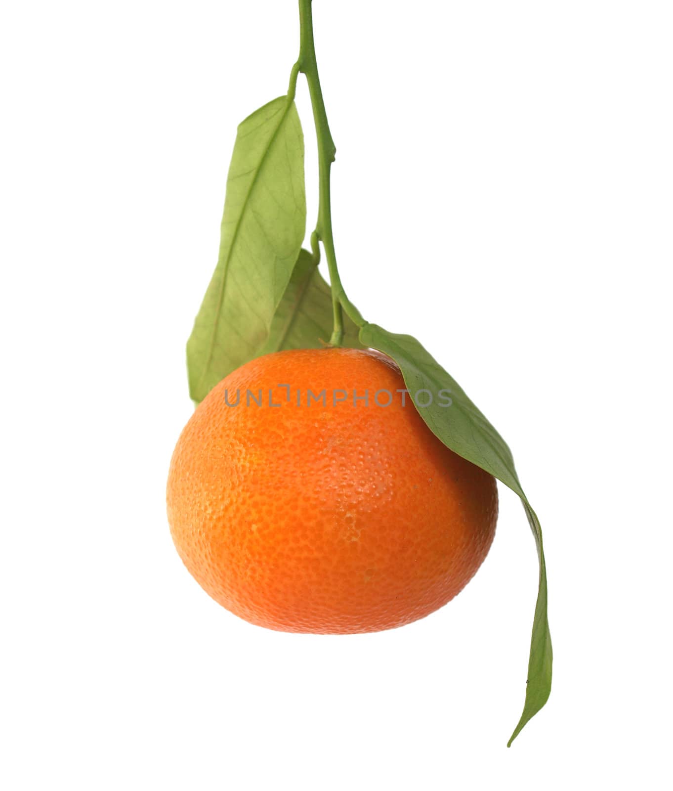 Mandarin orange or mandarine citrus fruit