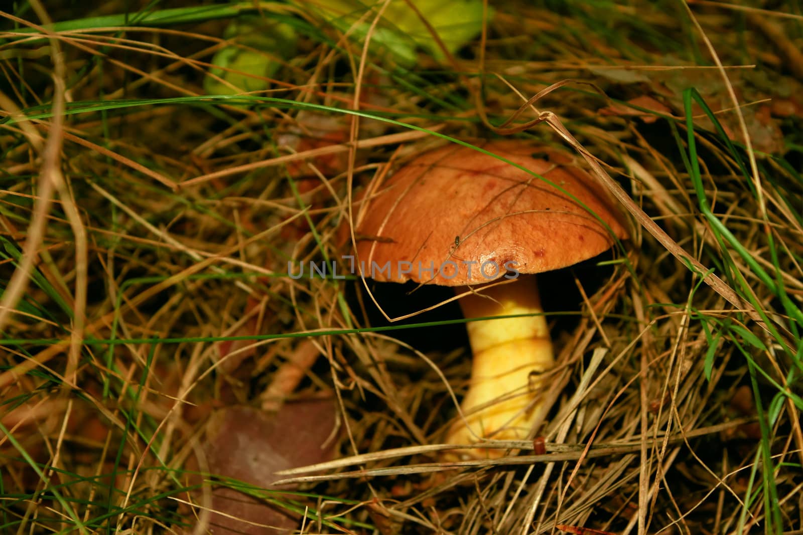 Slippery jack or Butter mushroom, brown-yellow boletus. Mushroom in its natural environment