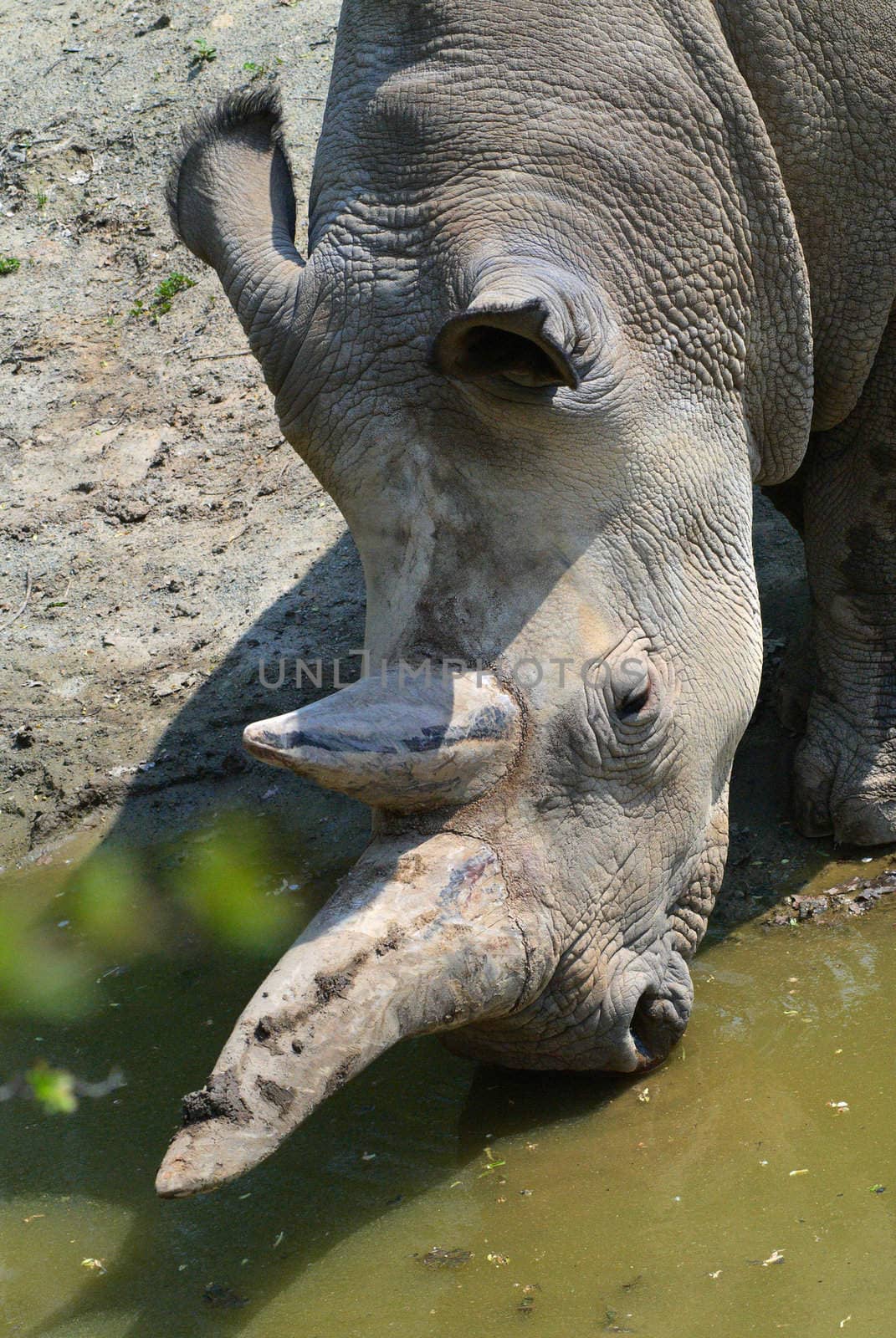 Rhinoceros  by Kamensky