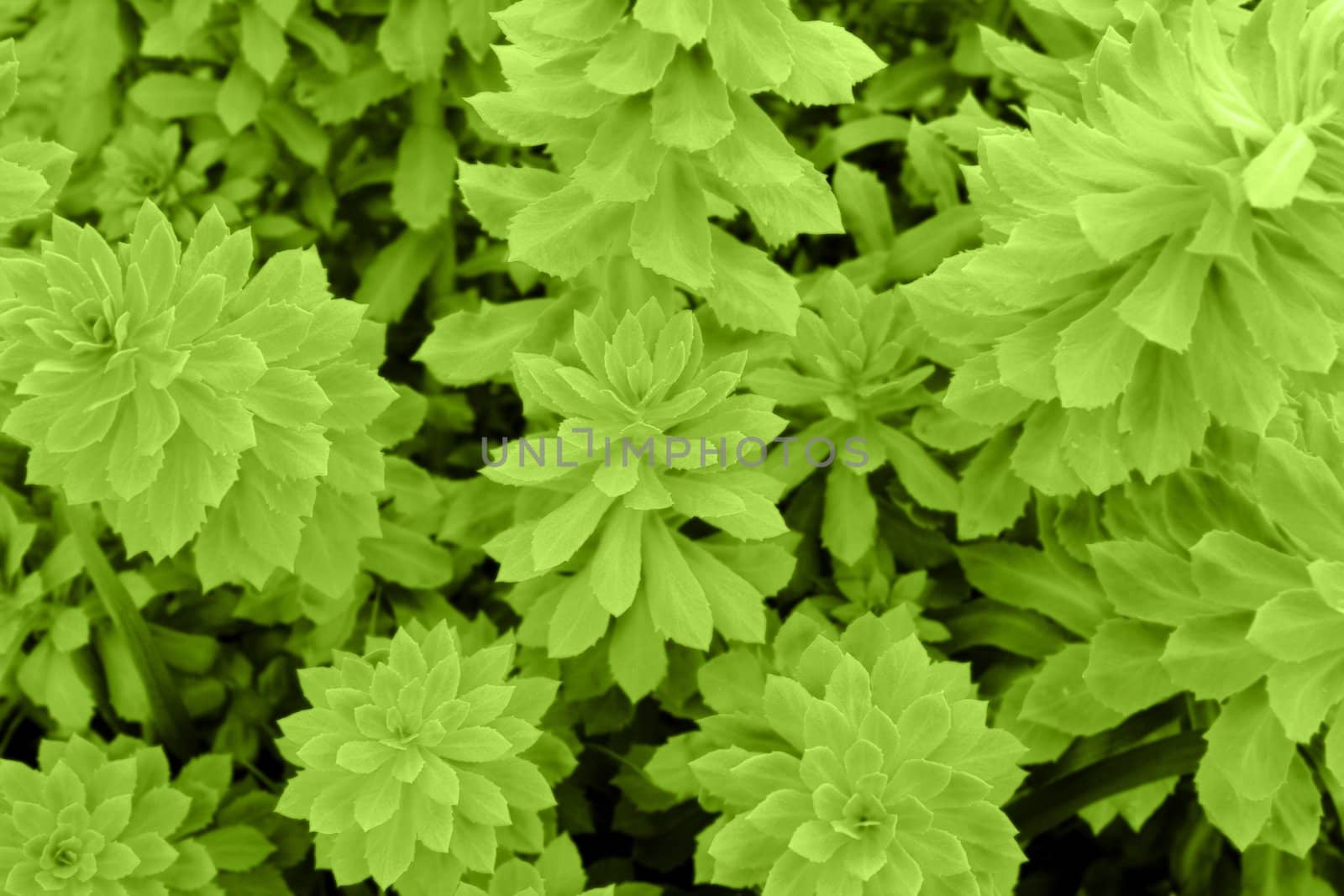 Photo of leaves of a green juicy plant