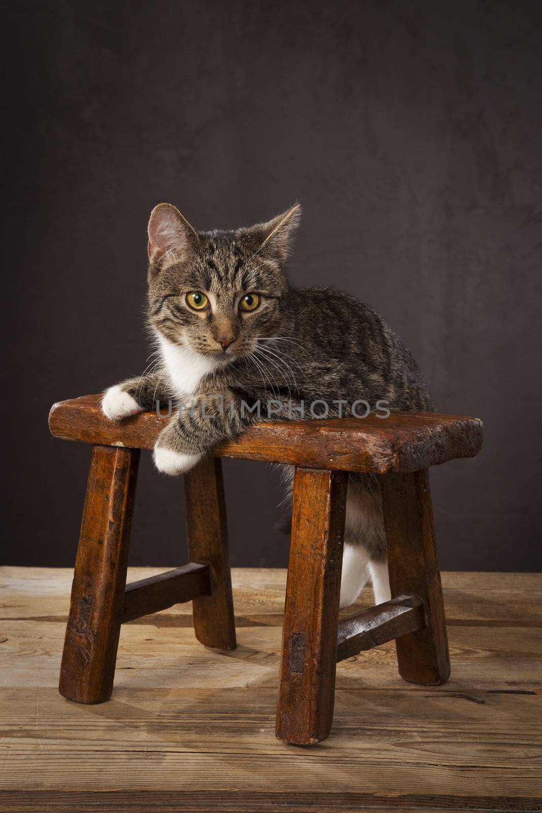 Domestic cats on the studio by mjp