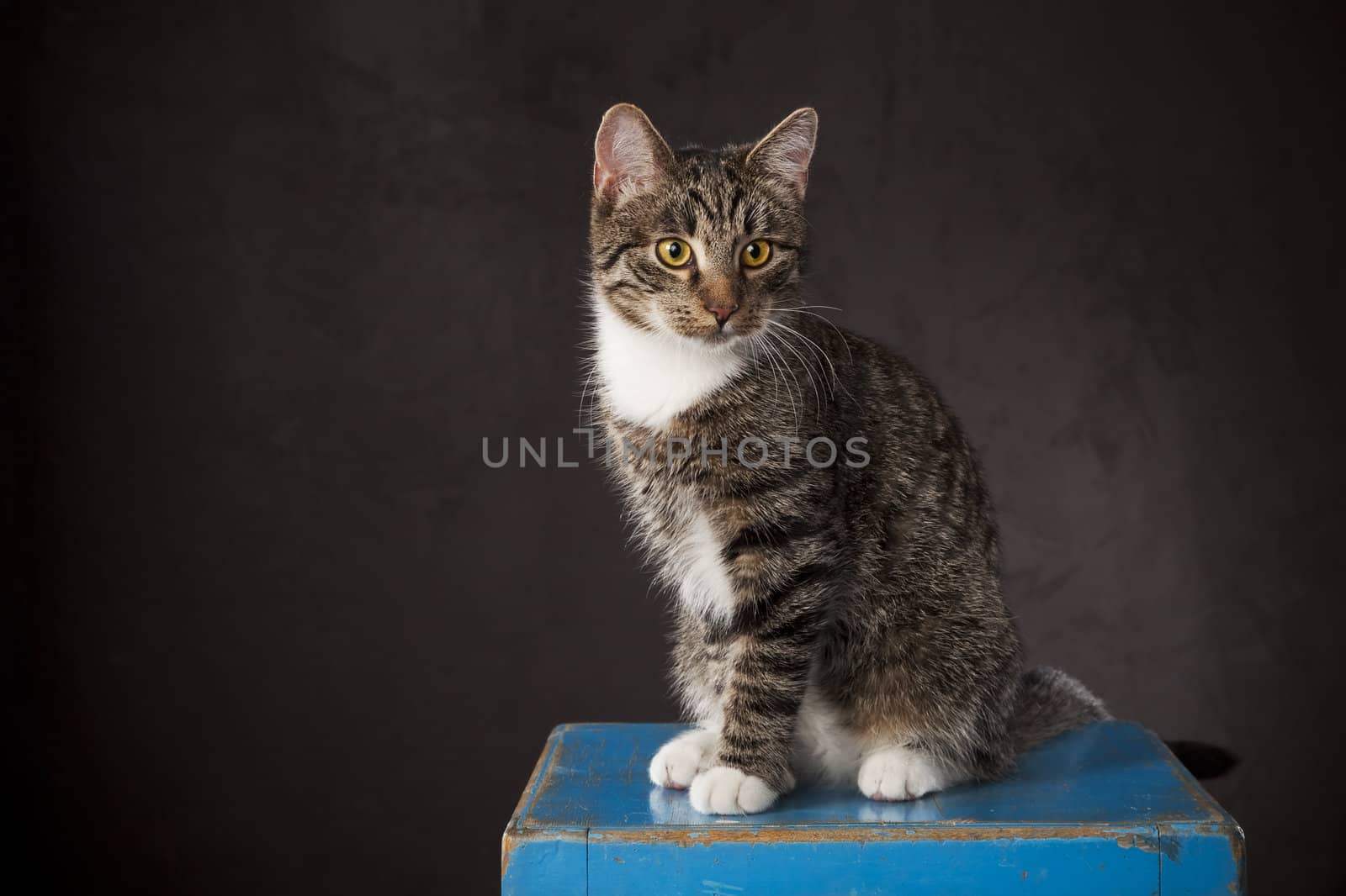 Young cat sitting on the blue chair