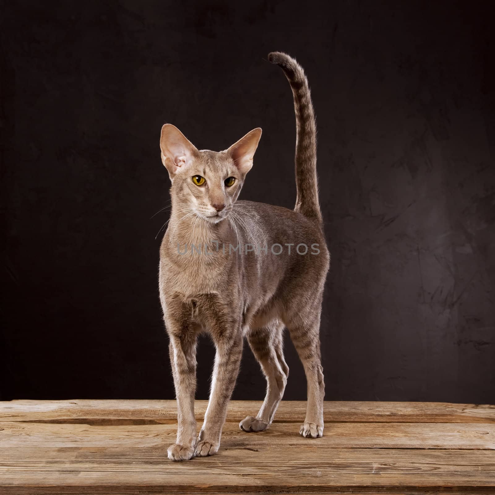 Brown cat standing on the wooden table