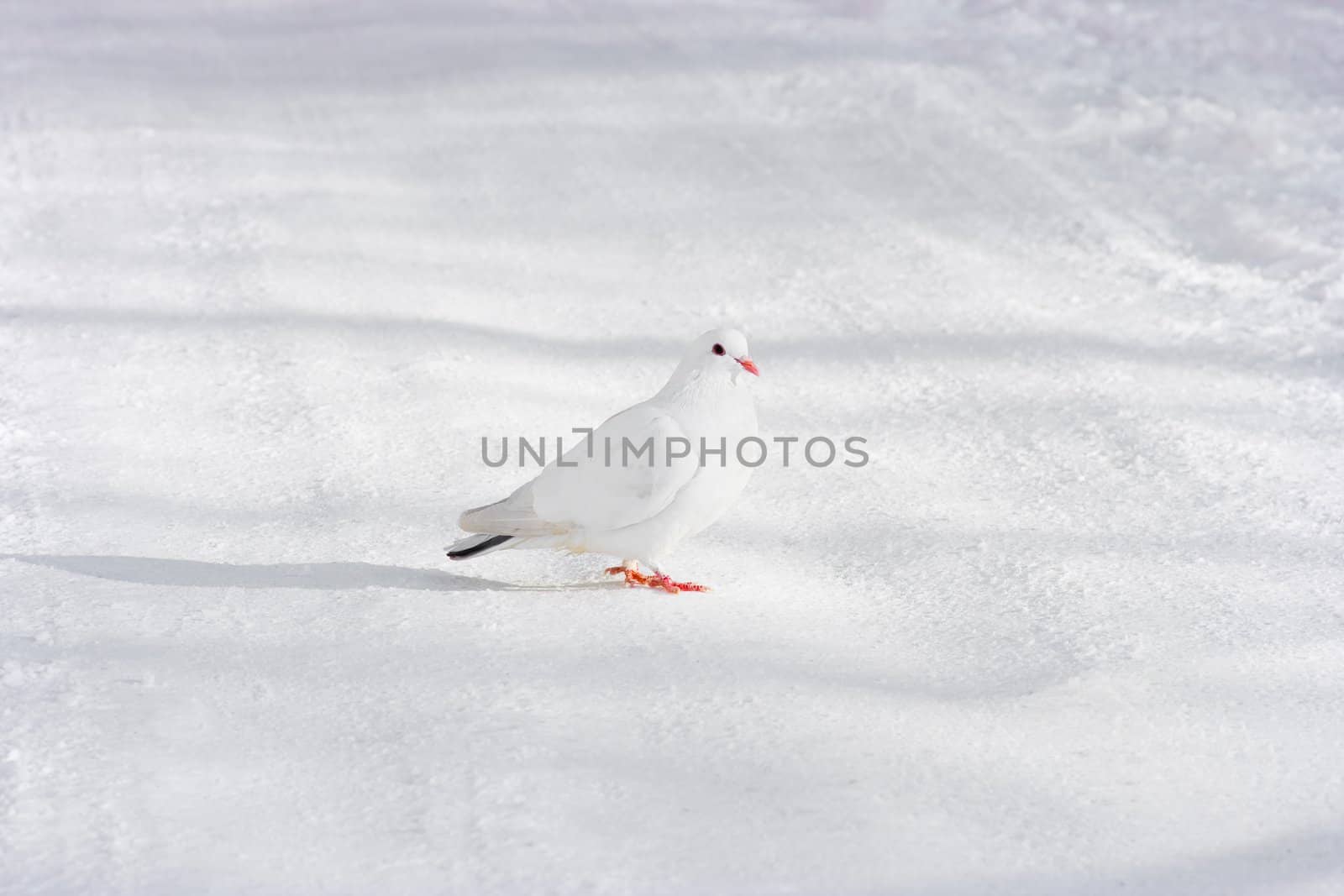 White pigeon against snow-covered road