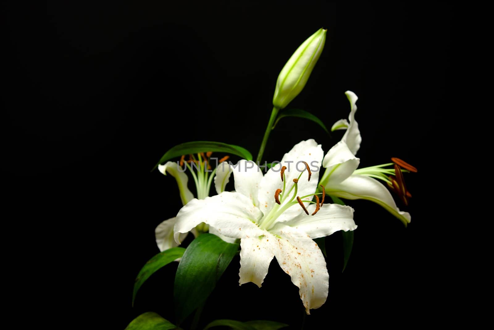 White lilies on a black background