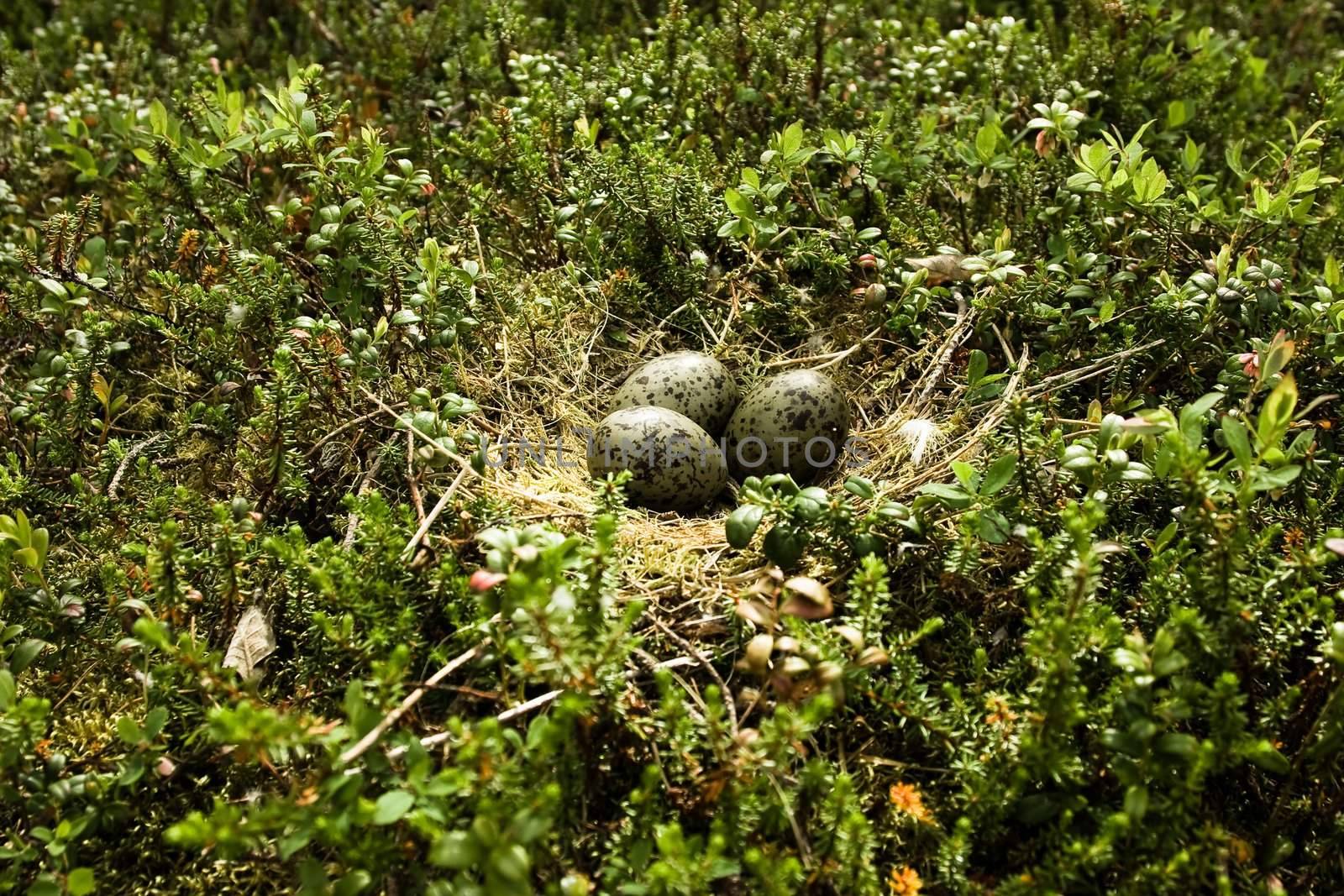 Nest with eggs of a seagull in wood