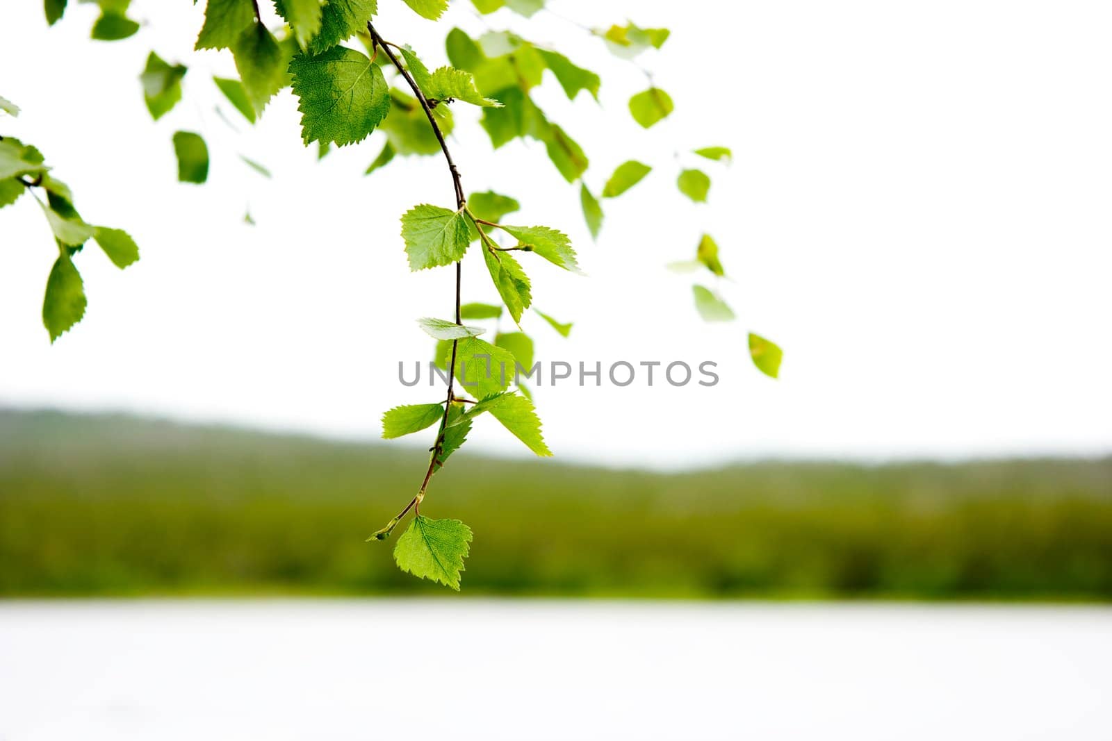 Green birch branch over water