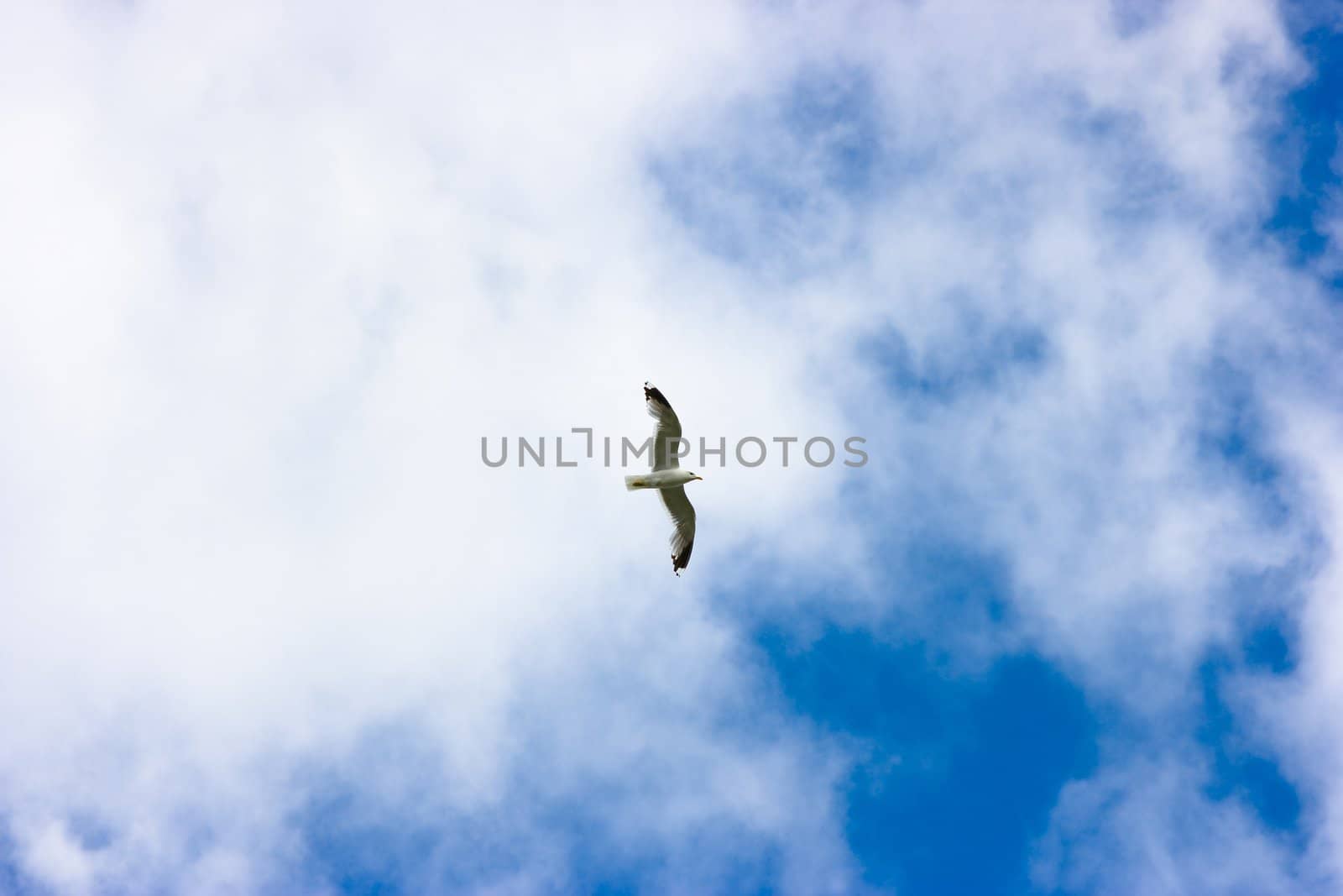 Soaring seagull against the blue sky with clouds