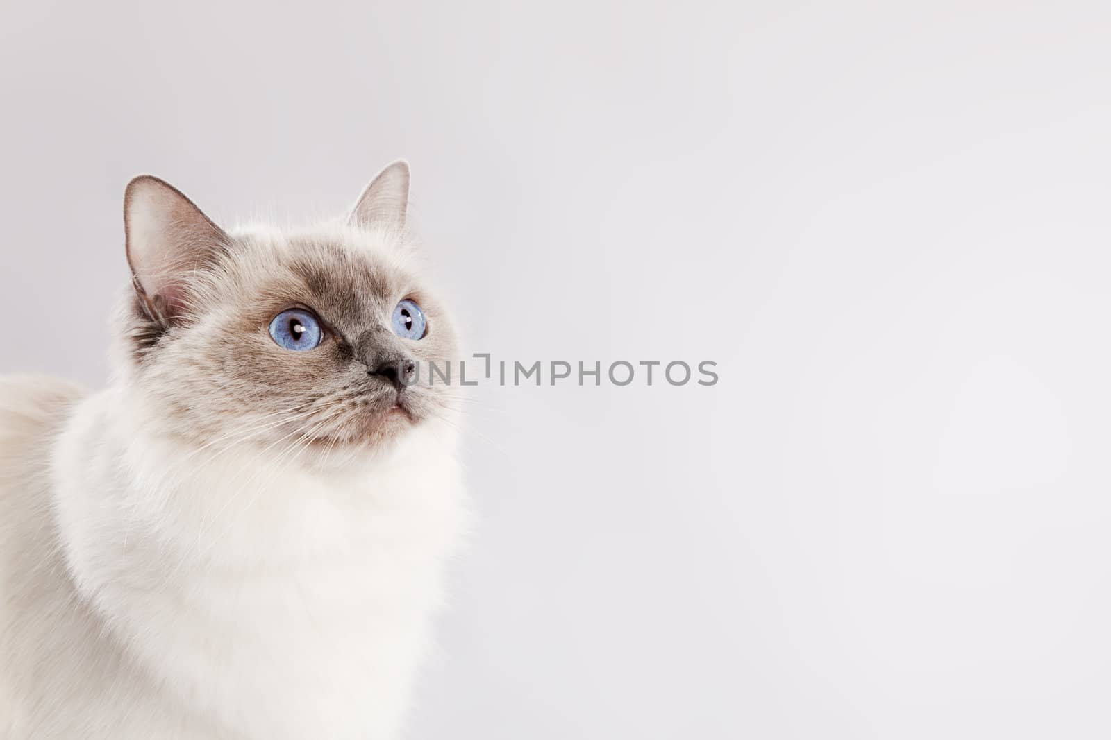 Staring ragdoll cat over a light grey background