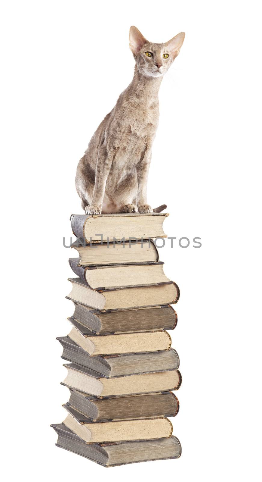 Cat sitting top of the book pile over white