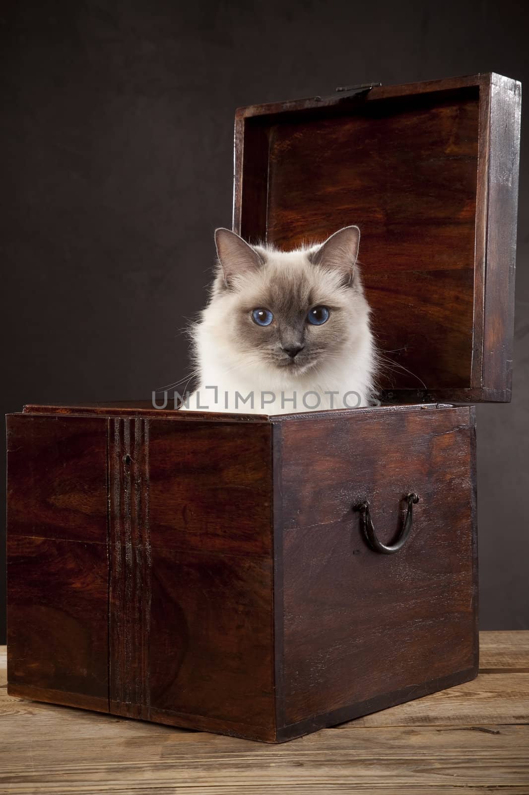 White cat in the wooden box (ragdoll)