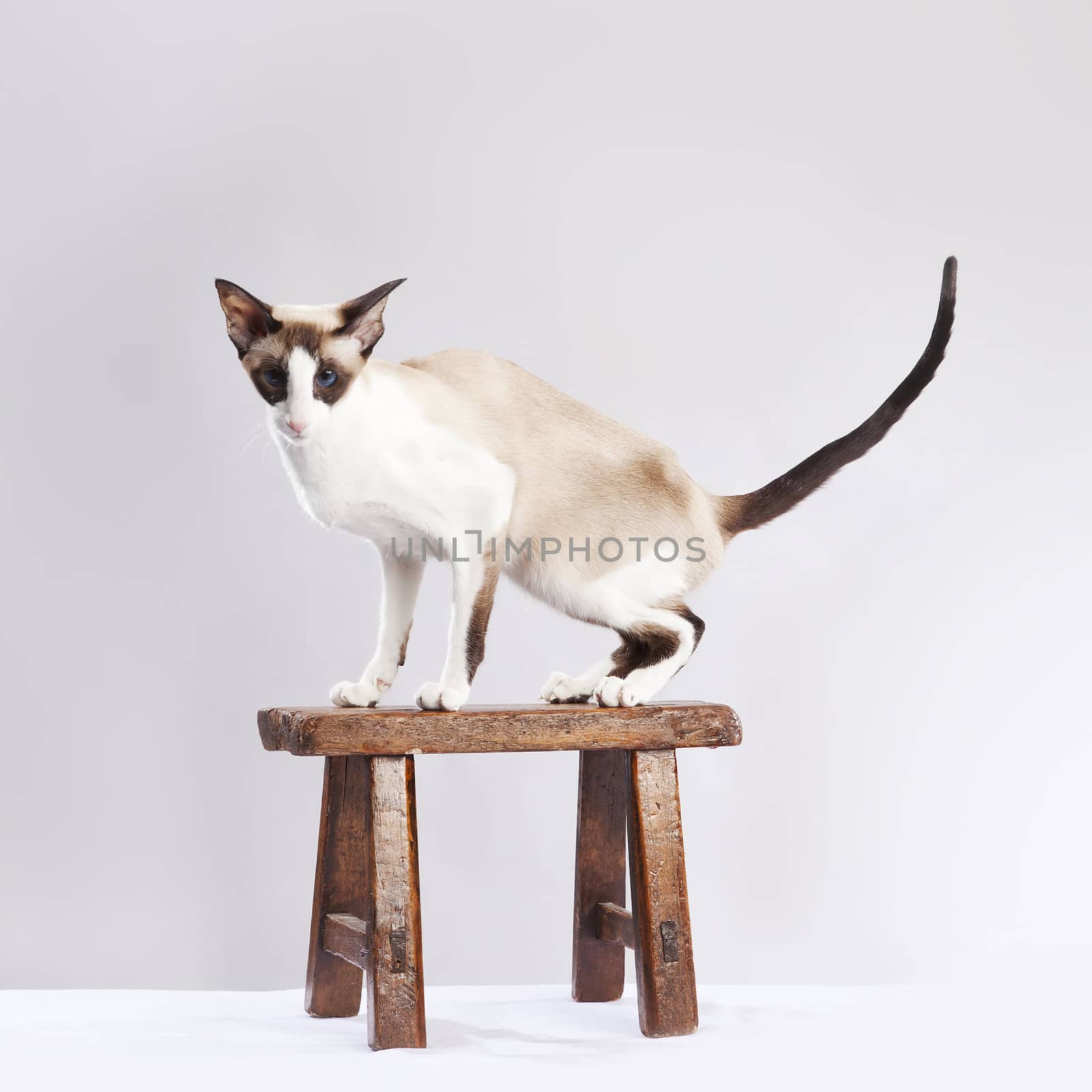 Cat standing on small chair over a light grey background