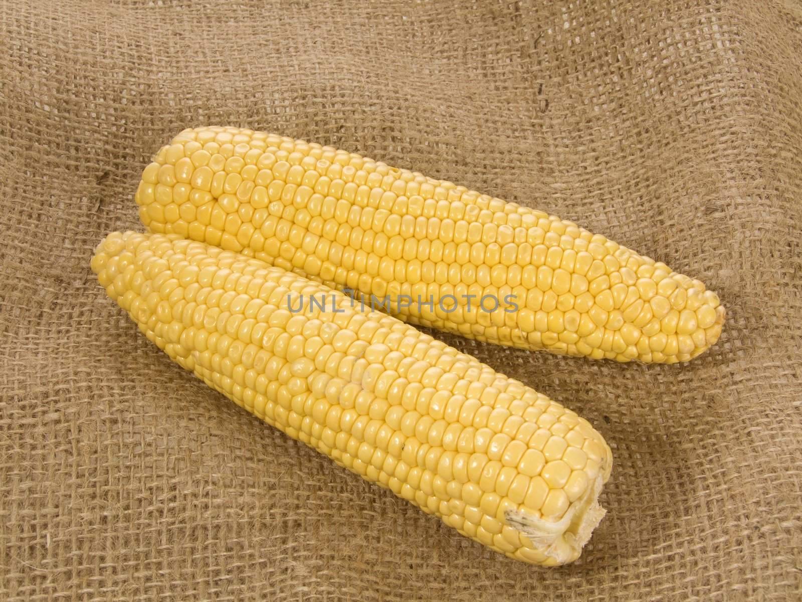 Two fresh corn-cobs over brown background