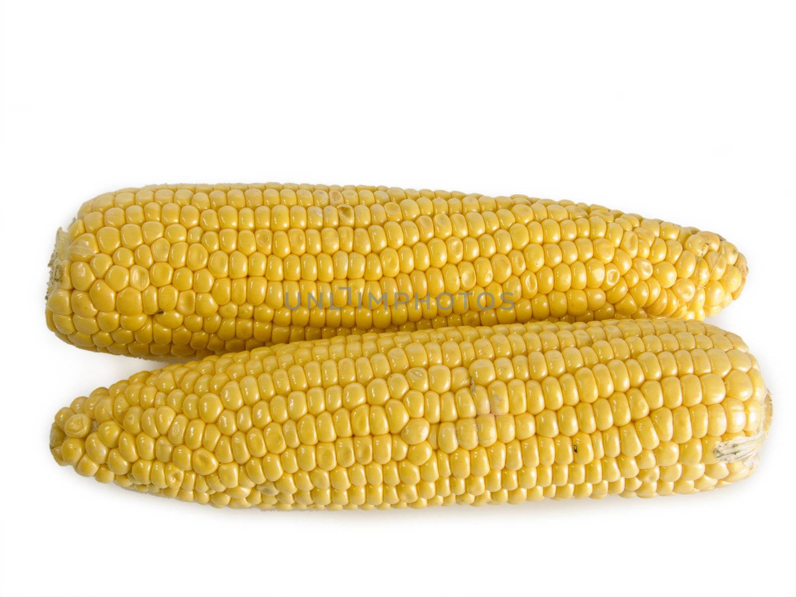 Two fresh corn-cobs over white background